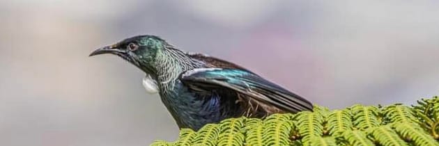 Mountain Tui