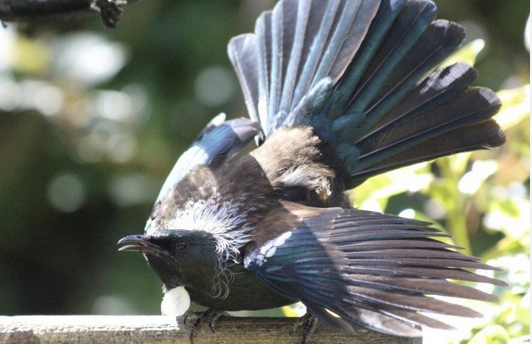 Angry Tūī