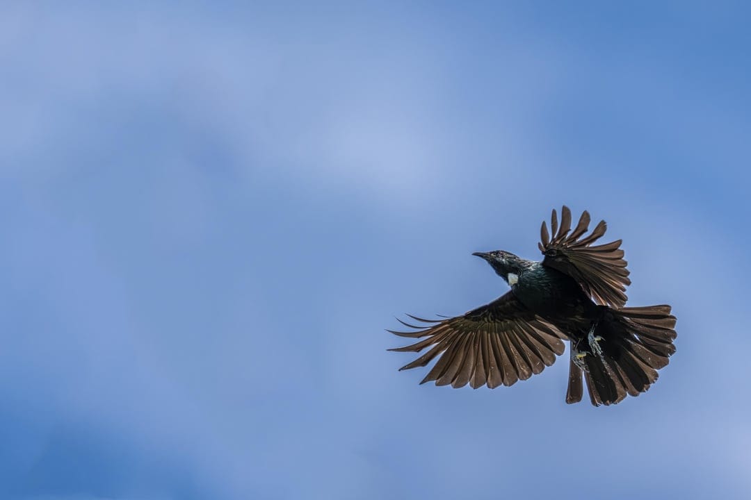 Mountain Tūī's 1 & Taking A Break