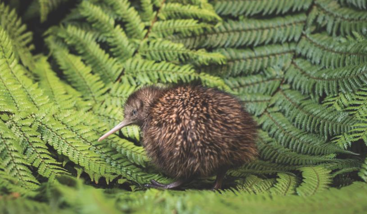 An open letter to Prime Minister Luxon - Will he listen?