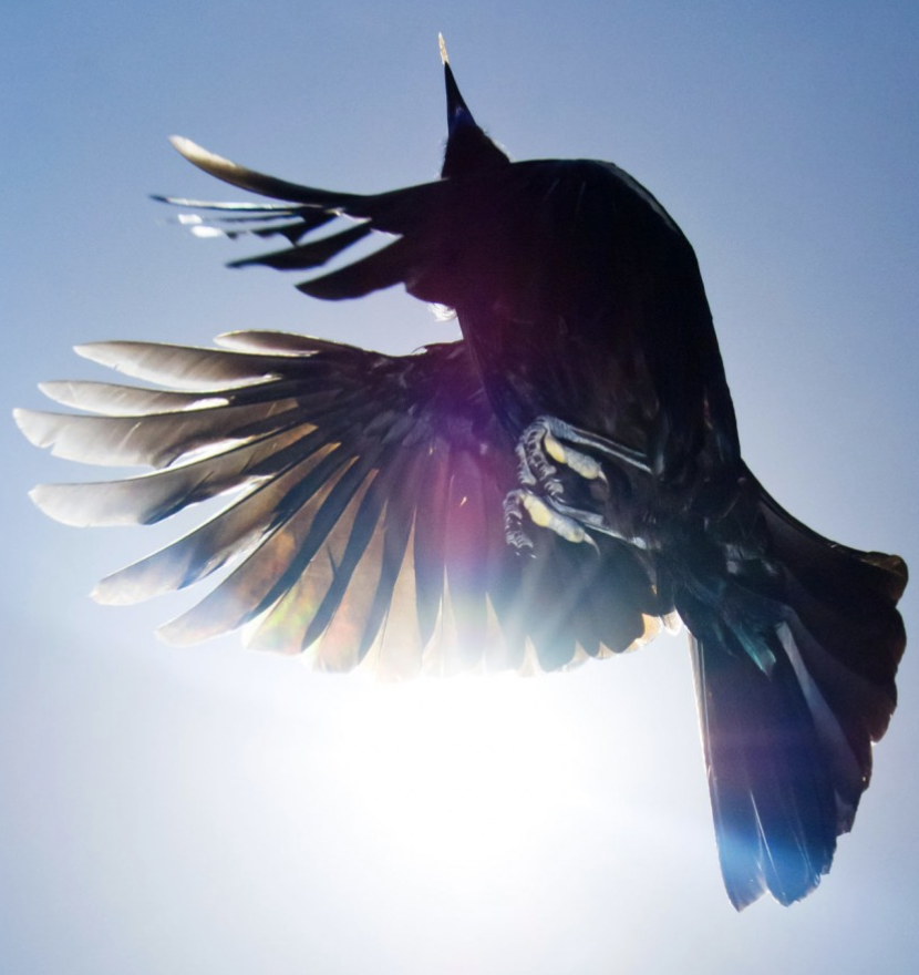 Mountain Tūī - Pause