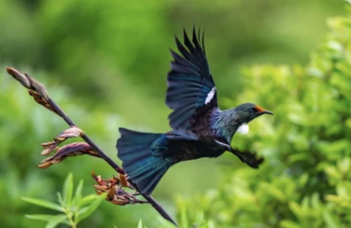 Mountain Tūī will leave Substack